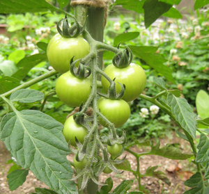 サントリー本気野菜 バンビ