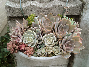 多肉寄せ植え